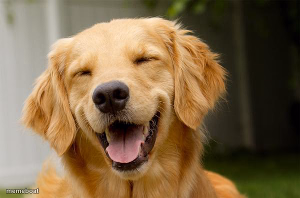 Happy Dog - meme generator image preview