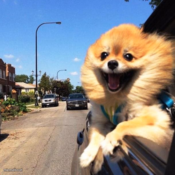 happy dog - meme generator image preview