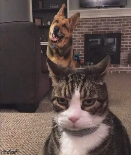 Happy Dog and Annoyed Cat - meme generator image preview
