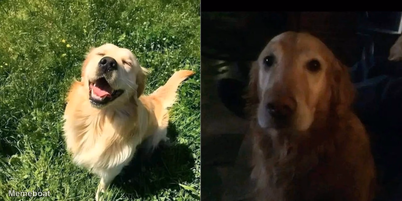 Happy Dog Sad Dog - meme generator image preview