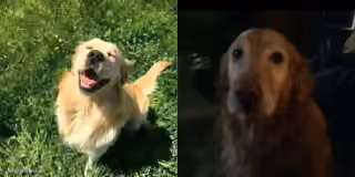 Happy Dog Sad Dog