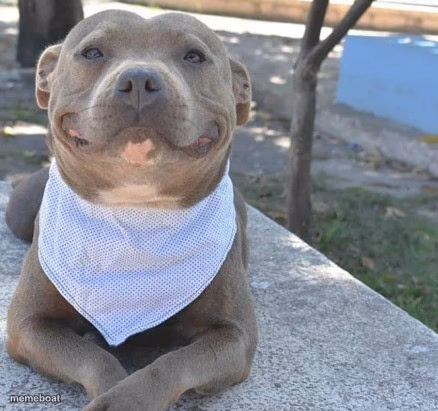 happy doggo - meme generator image preview