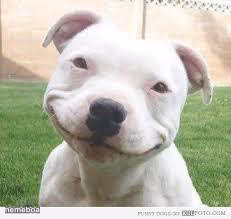 Happy Friday Puppy - meme generator image preview