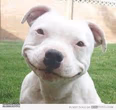 Happy Friday Puppy