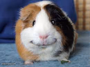 happy guinea pig