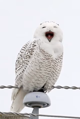 Happy Owl