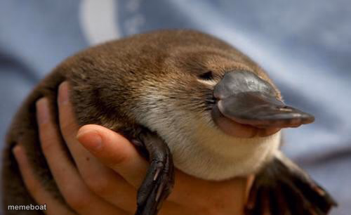 Happy Platypus - meme generator image preview