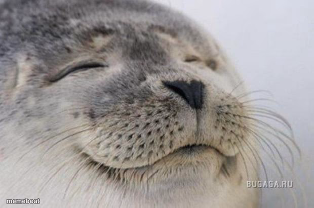 Happy Seal - meme generator image preview