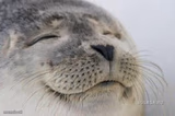 Happy Seal