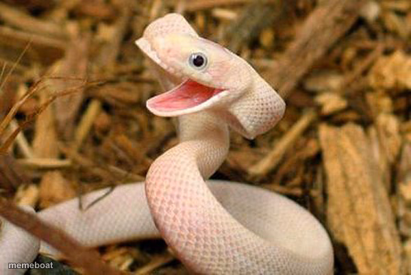 Happy Snake - meme generator image preview
