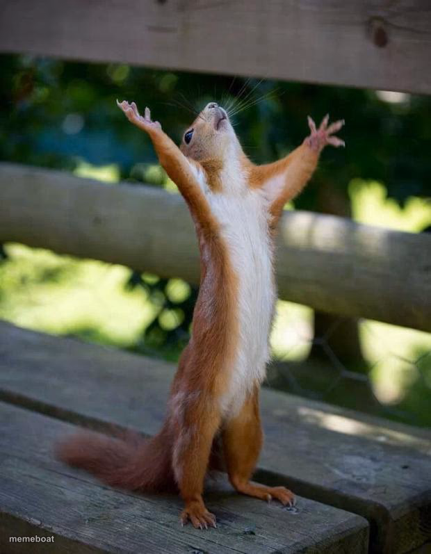 Happy Squirrel - meme generator image preview