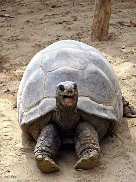 Happy turtle - meme generator image preview