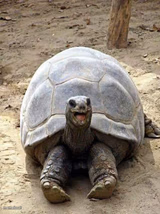 Happy turtle