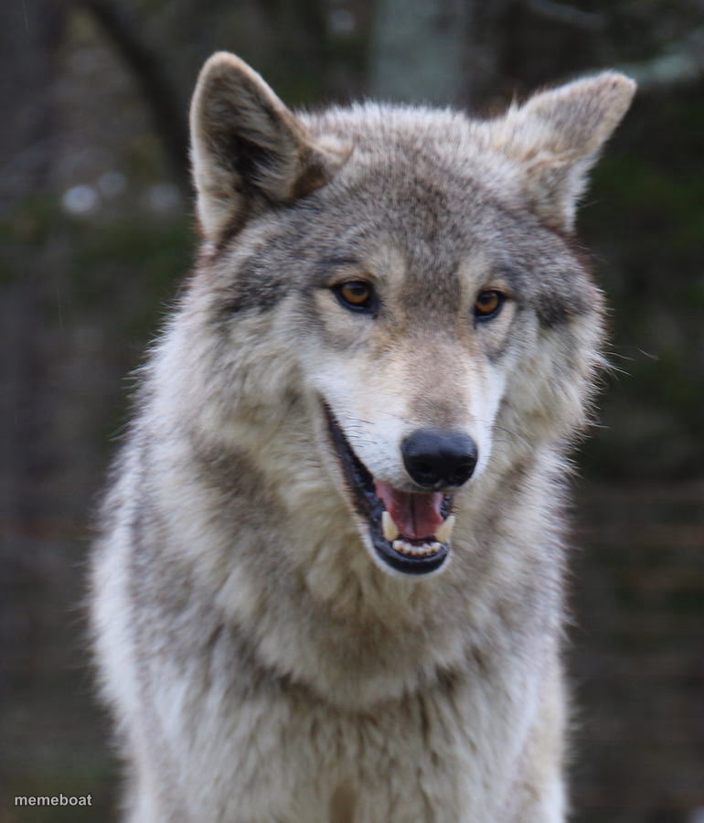 Happy wolf - meme generator image preview