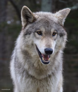 Happy wolf