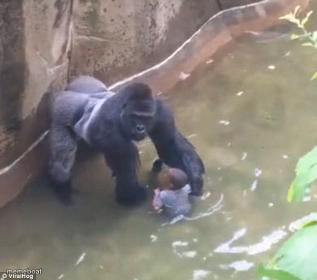 Harambe - meme generator image preview