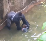 Harambe