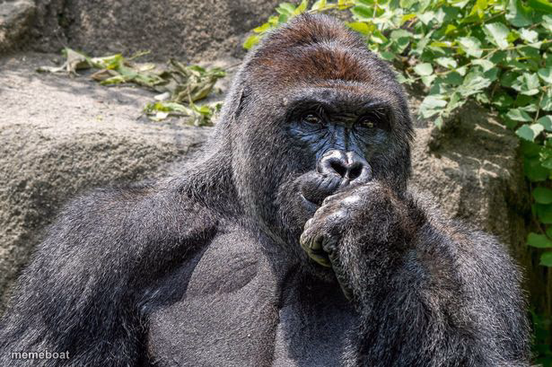 Harambe Pondering - meme generator image preview