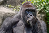 Harambe Pondering