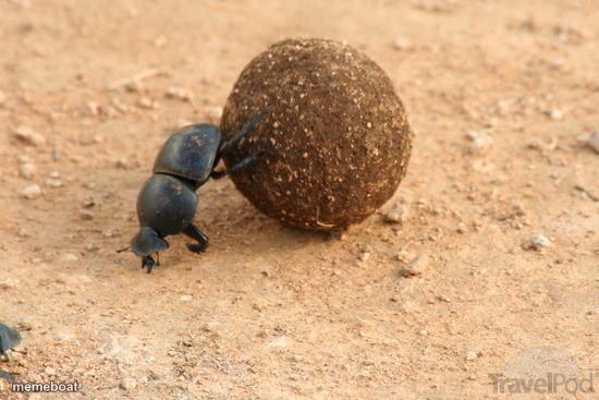 Hard Working Dung Beetle - meme generator image preview