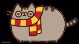 Harry Potter cat