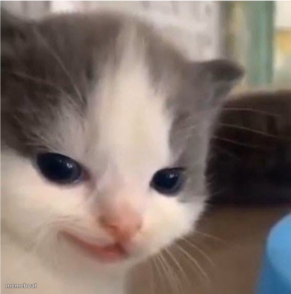Hehe cat - meme generator image preview
