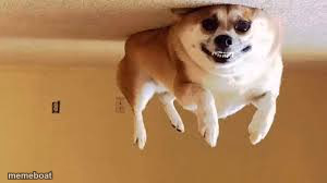 helium dog - meme generator image preview