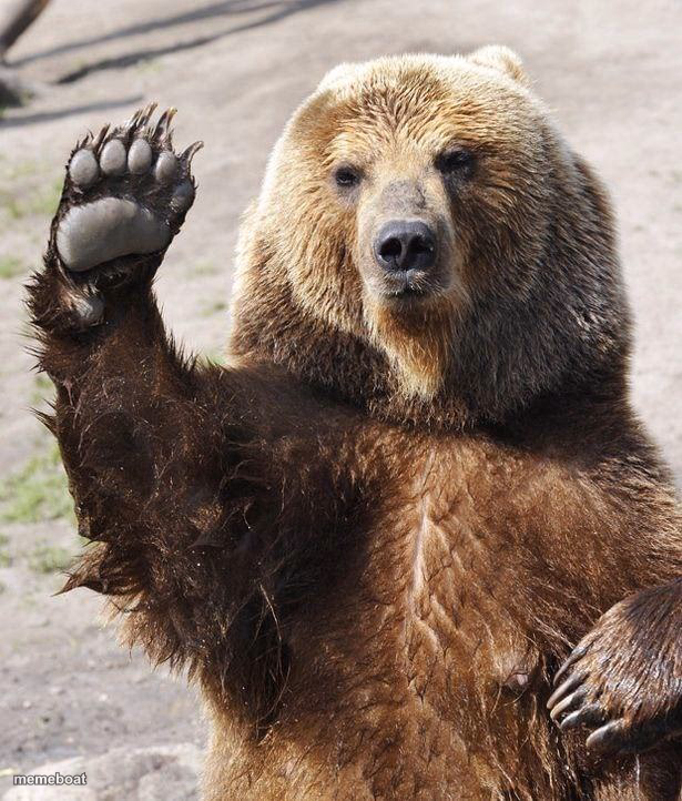 Hello bear - meme generator image preview