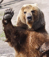 Hello bear