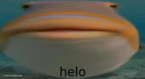 helo