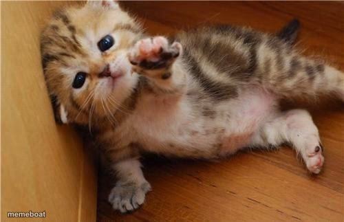 Help Me Kitten - meme generator image preview
