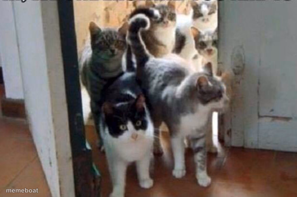 herd of cats - meme generator image preview