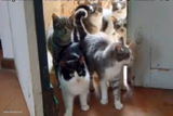 herd of cats