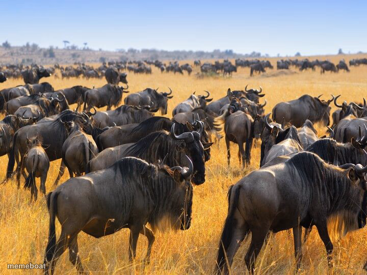 Herd of wildebeests gnus in Africa - meme generator image preview