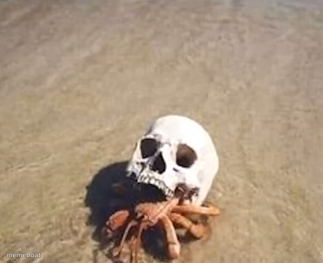 Hermit crab - meme generator image preview