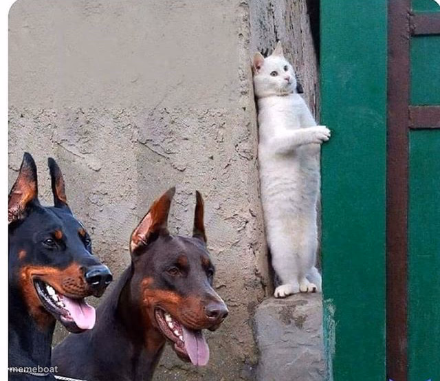 Hidden cat - meme generator image preview