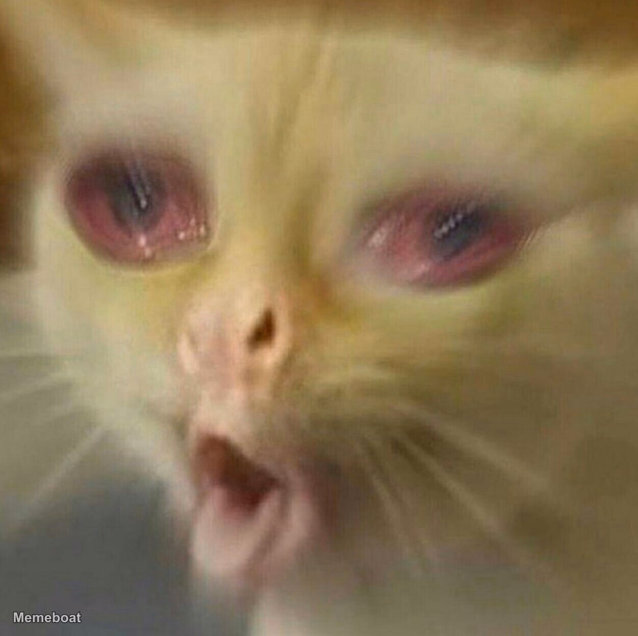 High Cat - meme generator image preview
