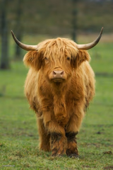 Highland Cow