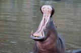 Hippo Mouth Open