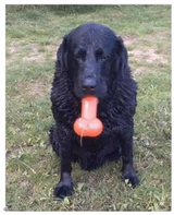 Hold your bone like a normal dog
