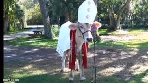 Holy cow - meme generator image preview