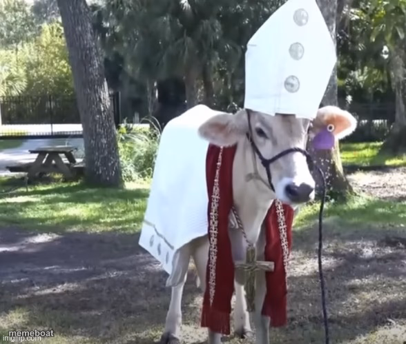 Holy cow - meme generator image preview