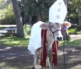Holy cow