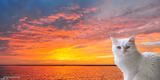 Honest Cat