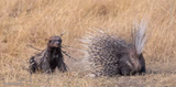 Honey Badger