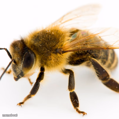 honeybee - meme generator image preview