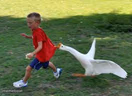 Honk