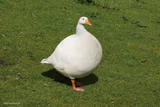 Honkus