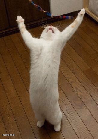 Hooray Cat - meme generator image preview