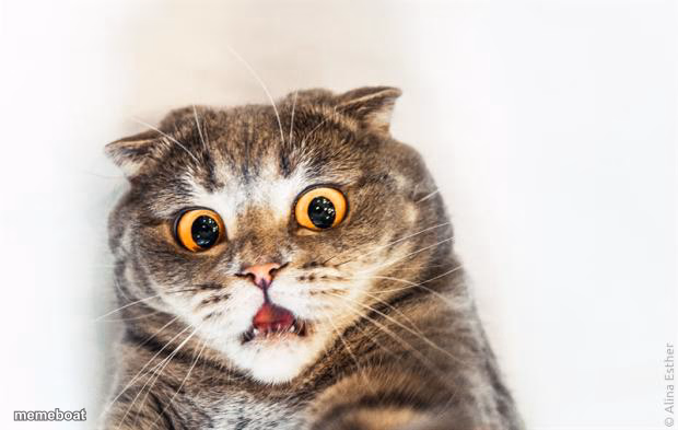 horrified cat - meme generator image preview